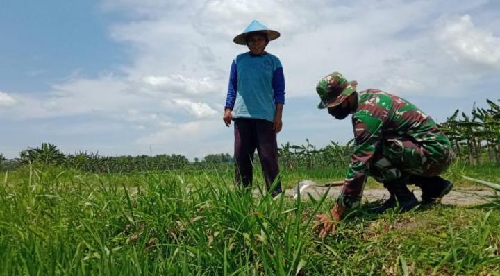 Dukung Potensi Peternakan, Satgas TMMD 110 Bojonegoro Bantu Marjuki Cari Pakan 